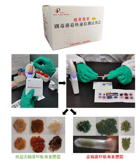 中科院昆明植物研究所发明检测试剂盒,能让 毒蘑菇 现原形