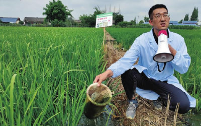 稻田“练兵” 四川植保专家向福寿螺“亮剑”