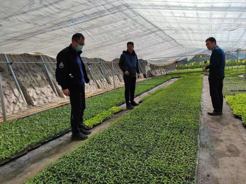 植保新技术助力番茄产业高质量提升