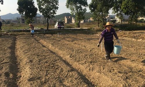 广东省农技中心主推运用绿僵菌421生物农药防控害虫技术