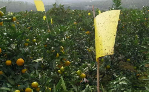 柑橘增产防控 冬季清园 橘园生草 释放捕食螨 四诱技术 生物农药